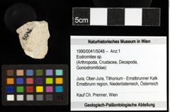 Foto (Objekt + Etiketten) von Eodromites sp. 